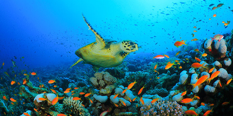 Underwater picture of a swimming turtle surrounded by coral and orange fish